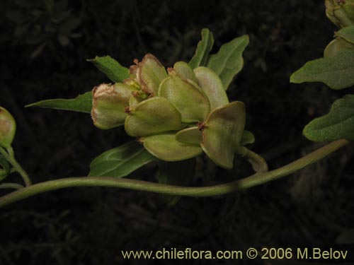 Фотография Dioscorea brachybotrya (Papa cimarrona / Jaboncillo). Щелкните, чтобы увеличить вырез.